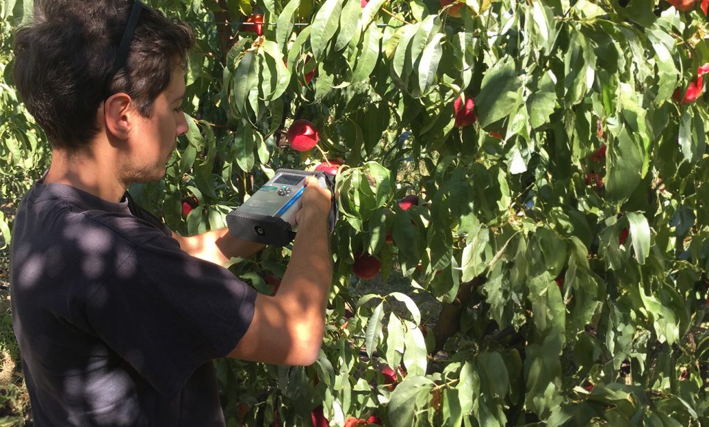 How to Test Pre-harvest Quality in Fresh Produce