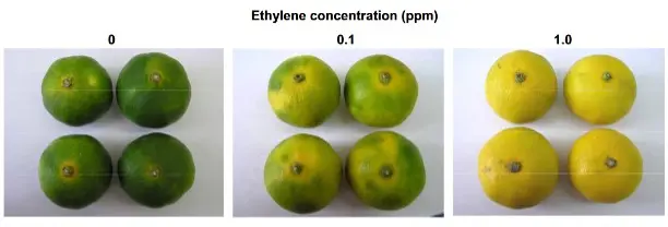 How Degreening of Citrus Fruits Enhances Appearance and Quality