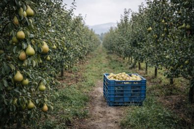 Three Portable NIR Systems Compared Felix Instruments, Sunforest and Rubens Technologies Accuracy, Maintenance, and the Cost of Bad Data