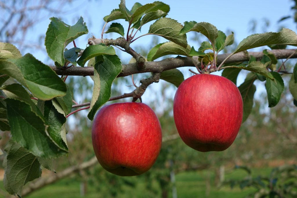 Different Apple Cultivars and Storage Strategies