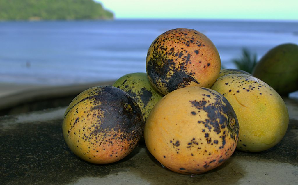 Importance of Dry Matter in Mango Production 