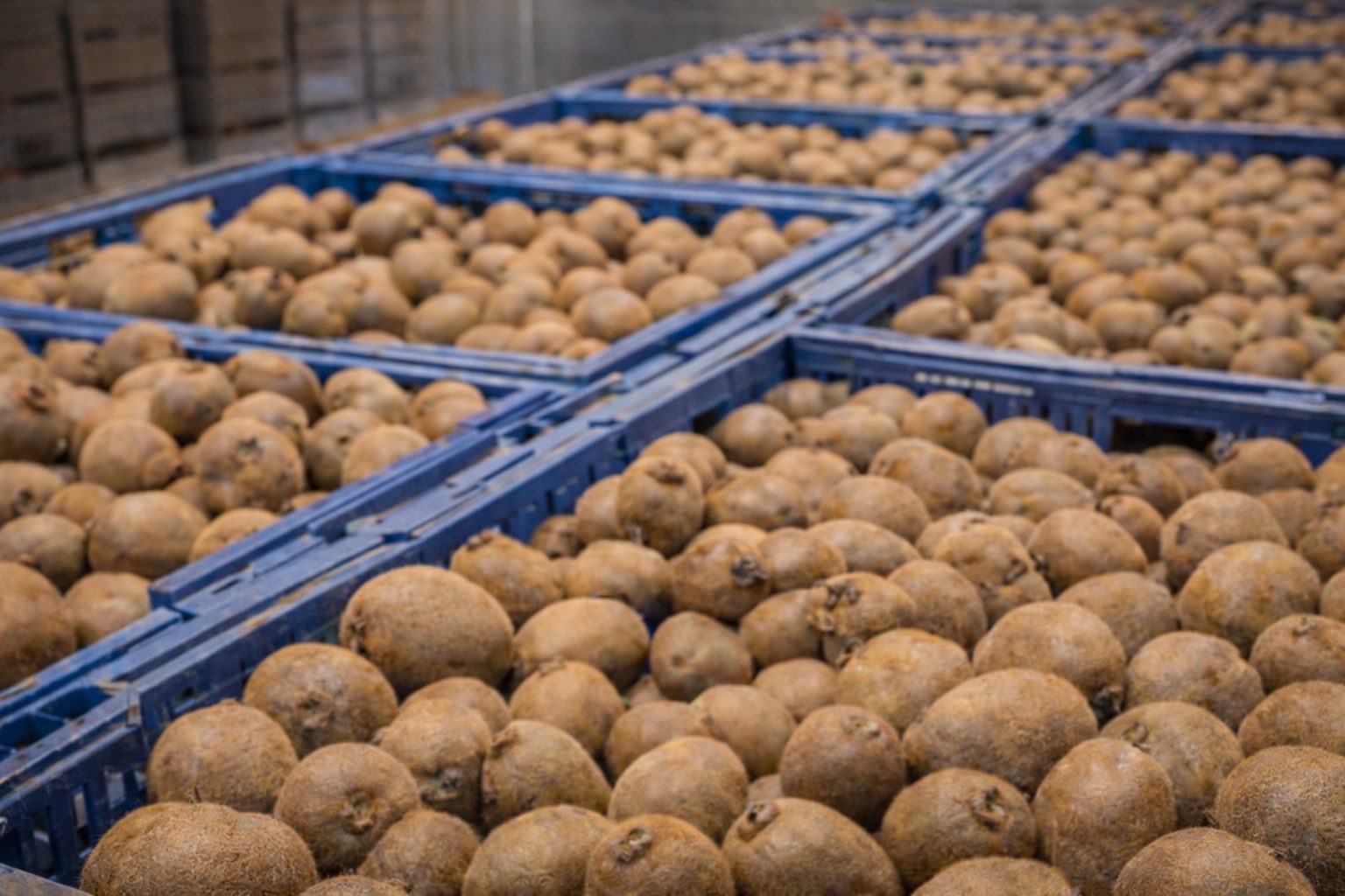 Measuring Dry Matter Variability in Kiwifruit Using the F-751 Kiwi Meter