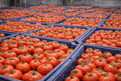 F-950 in Dual-Purpose Mode Ripening Gas Control and QC Spot Testing