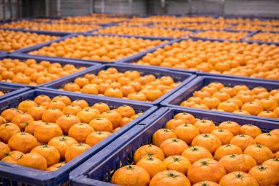 Postharvest Research on Citrus Off-Gassing Using F-900 Portable Analyzer